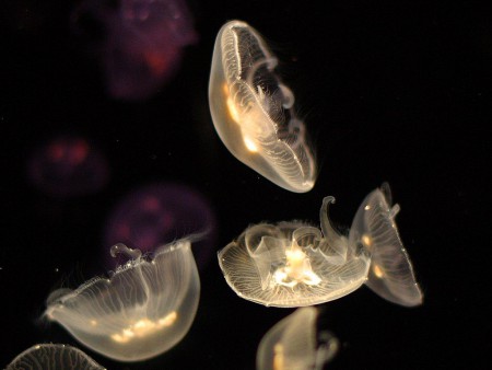 Vidéo SUPERCOPTER 5 DVD MUSIQUE CLASSIQUE. MUSIQUE ... ► 0:13► 0:13 	 www.metacafe.com/.../vid_o_supercopter_5_dvd_mus...1 mai 2012 - 13 s Laplanetedessinges : DVD MUSIQUE CLASSIQUE 2028. Laplanetedessinges. 00:07. Laplanetedessinges ...